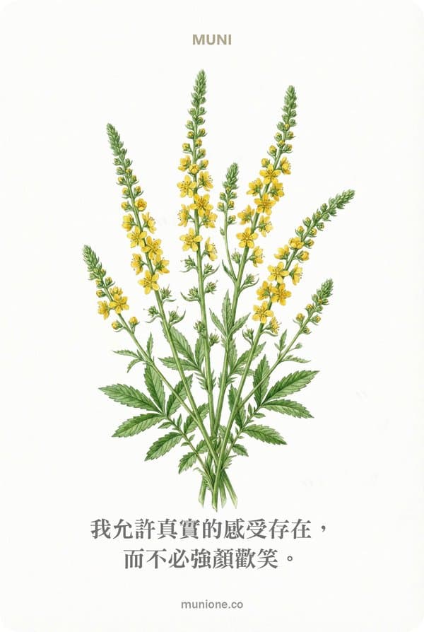 Agrimony（龍芽草）