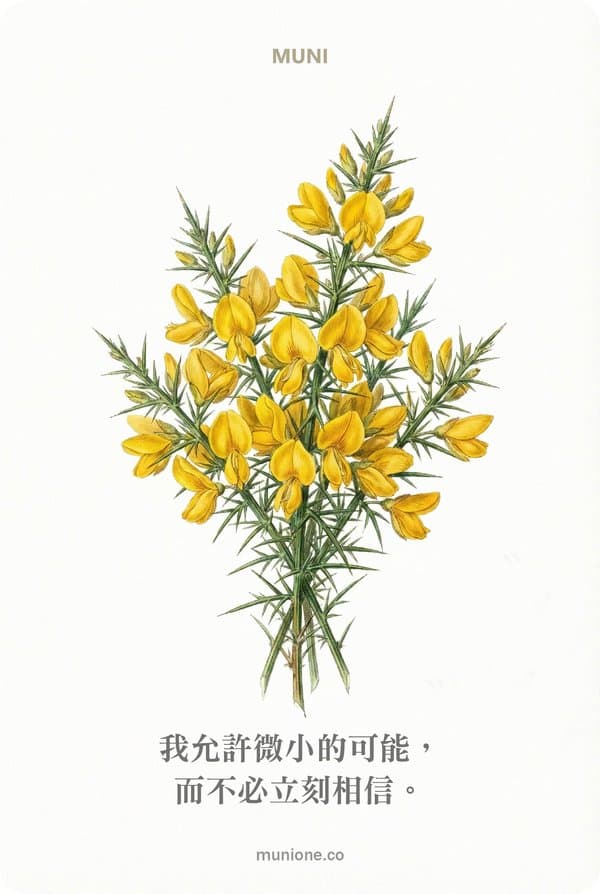 Gorse（金雀花）