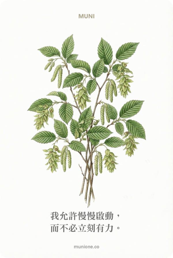 Hornbeam（鵝耳櫪）
