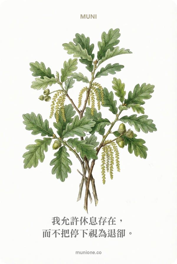 Oak（橡樹）