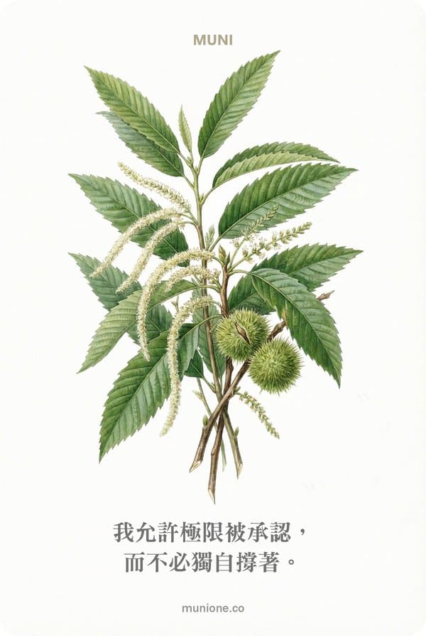 Sweet Chestnut（甜栗）
