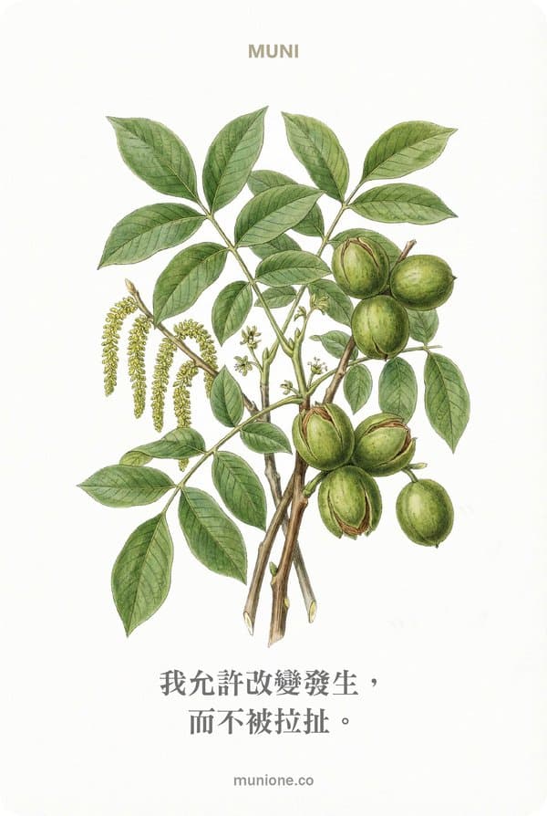 Walnut（胡桃）
