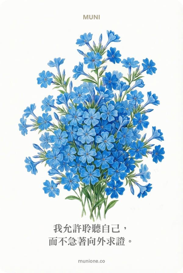 Cerato（琉璃苣）