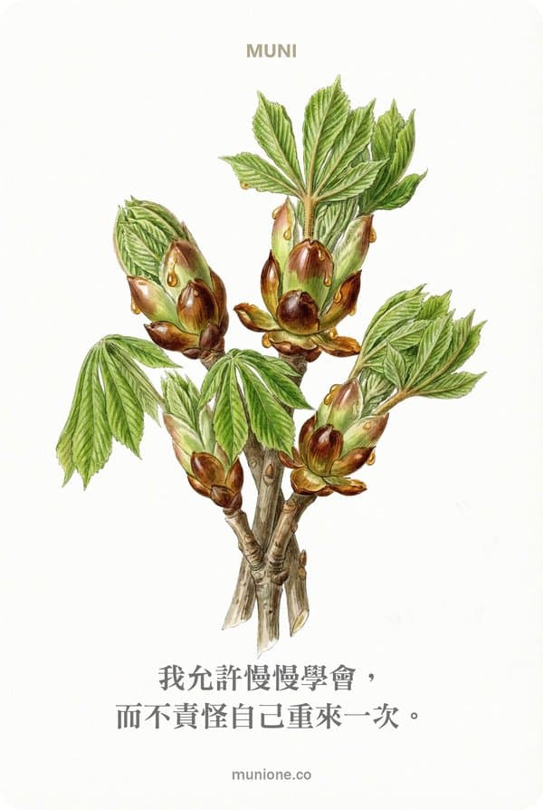 Chestnut Bud（七葉樹芽）